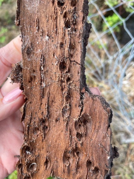 holes on underside of the bark