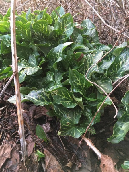 Well-established looking patch of italian arum