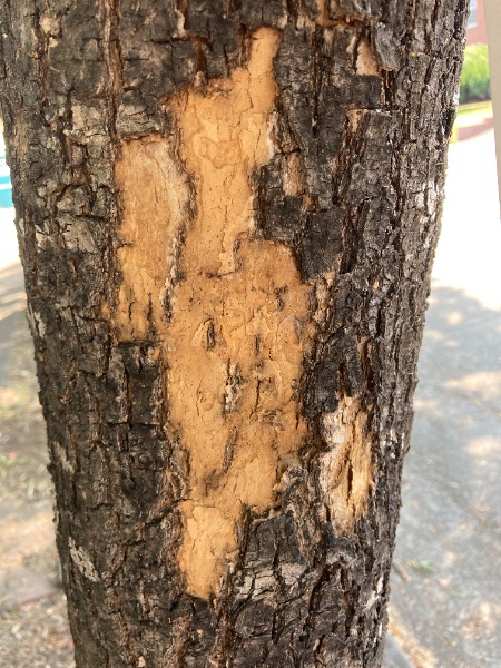 Chipped bark
