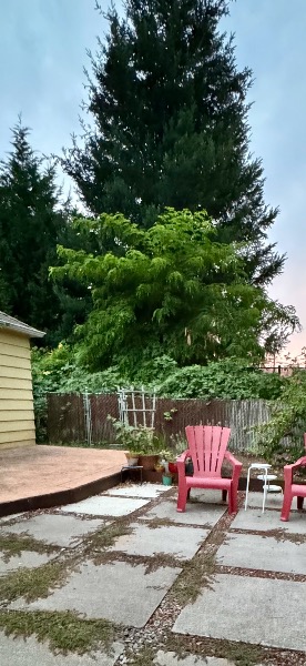 Partial view of alleyway - tree in center is largest of the tree of heavens- with all the greenery around it being the Himalayan blackberry bush - which extends 70-100 ft down the alleyway