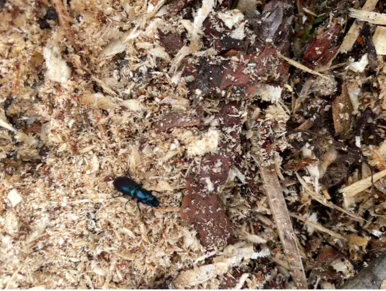 Beetle