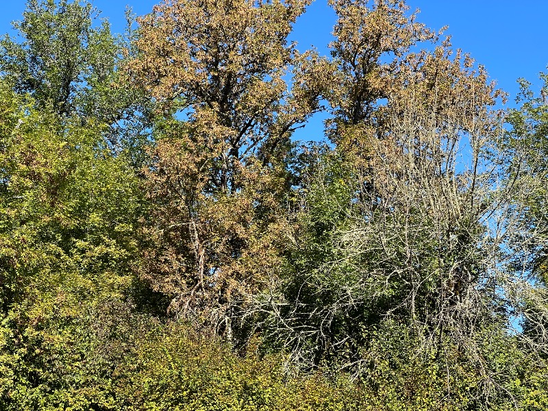 Distressed Oregon Ash in Cook Park