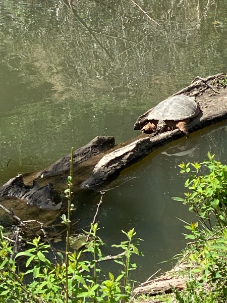 Snapping Tiurtle