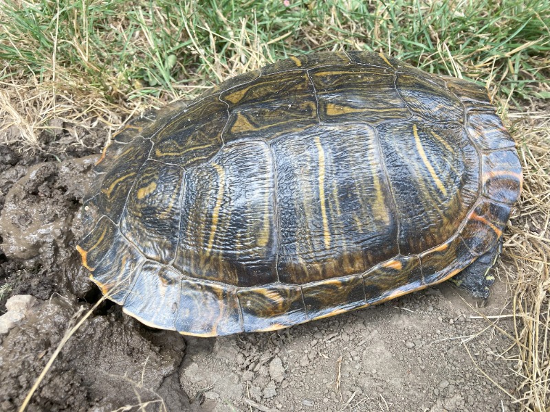 Report #6239 - Report: Red-eared Slider Turtle (trachemys Scripta Elegans)