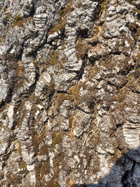 Bark detail from July 30th