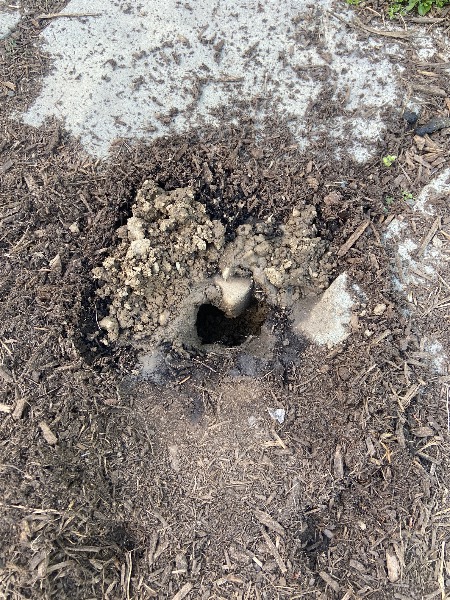 Hole the turtle dug. There doesn’t appear to be anything in it.