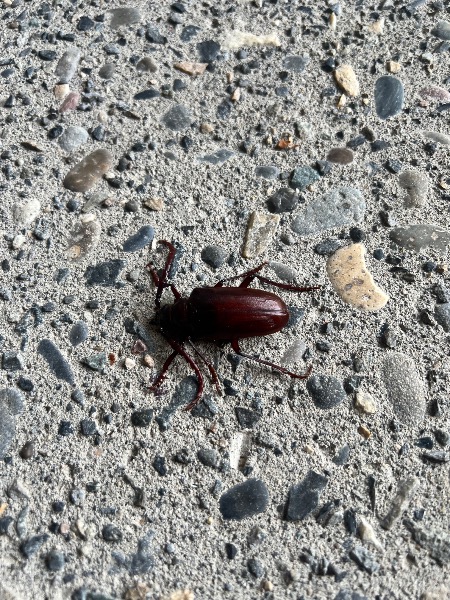 CA Root Borer