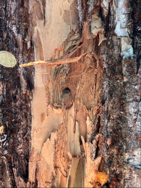 Up-close picture on the tree of the bore hole and blonding