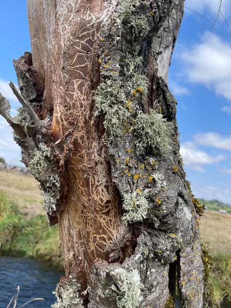 s shaped tunnels beneath bark