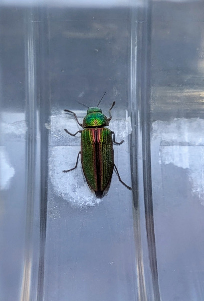 EAB?