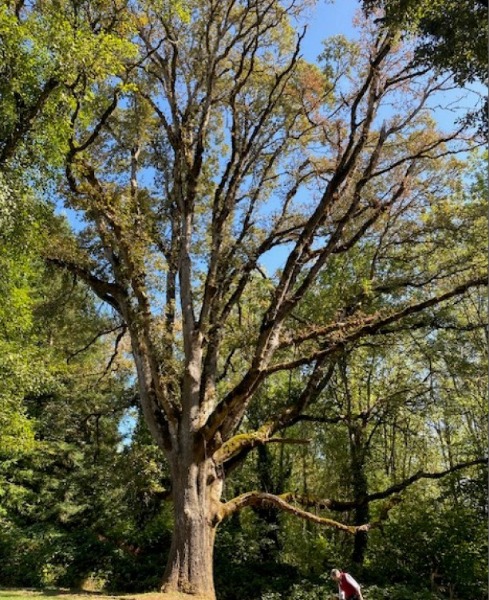Oak tree showing symptoms.