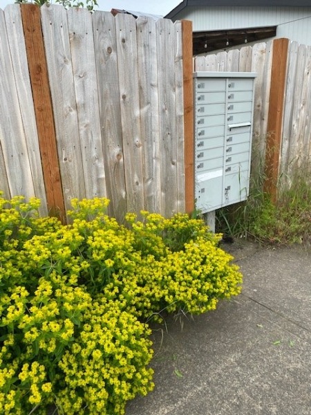 Plant and mailbox
