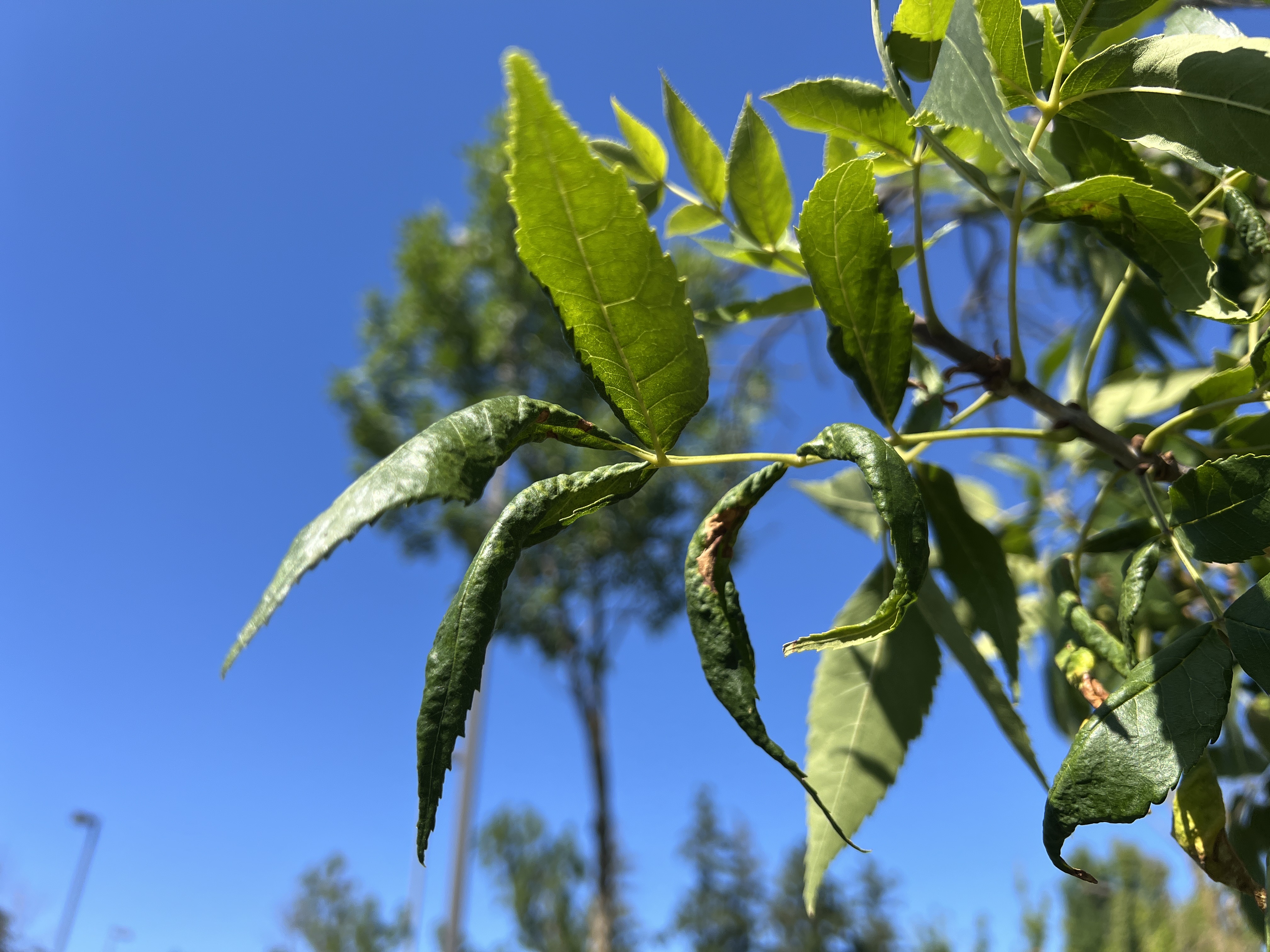 Curled leaves