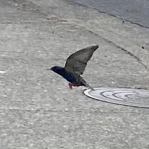 Photo of one definite starling found near mailbox.