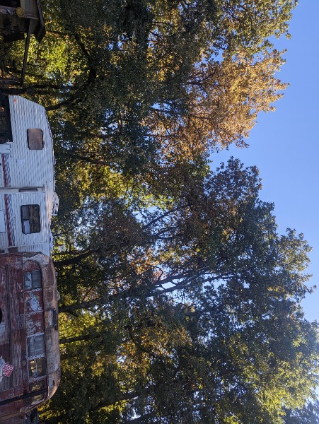Ash trees on property