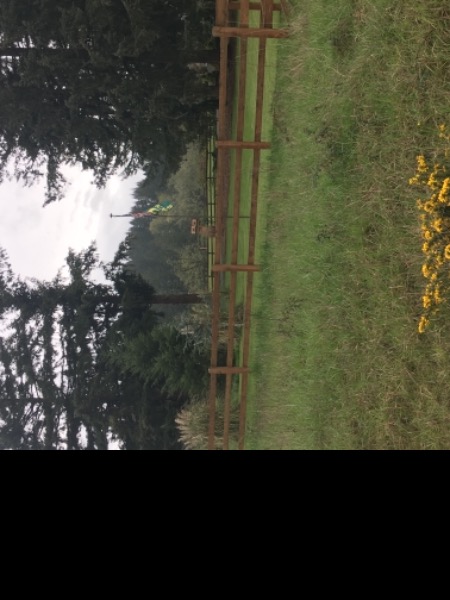 Suspected plant #2. Flagpole in background.  Plants are in ditch on right side of hey 58 as travel from Eugene to Dexter Lake.