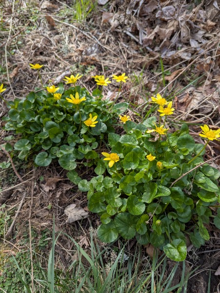 Invasive Ficaria Verna