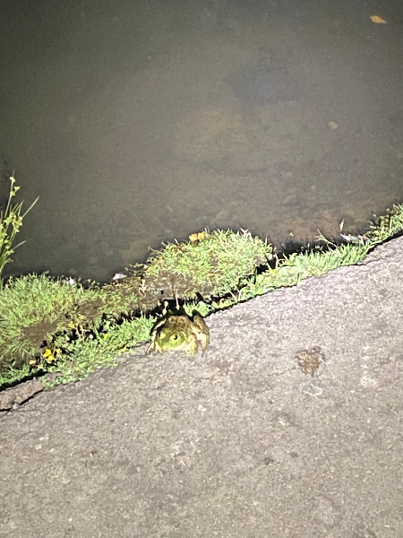 American Bullfrogs along Fanno Creek Trail near Englewood Playground East.