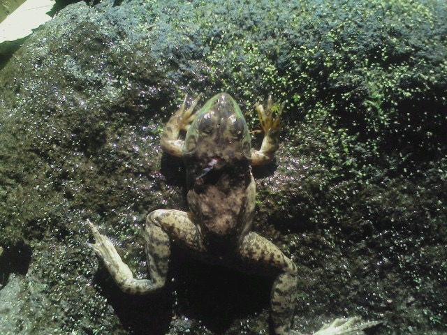 American Bullfrog (female)