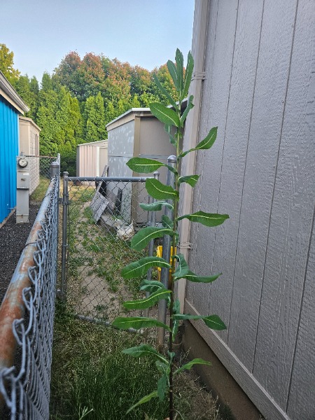Is this a Ishkala plant
