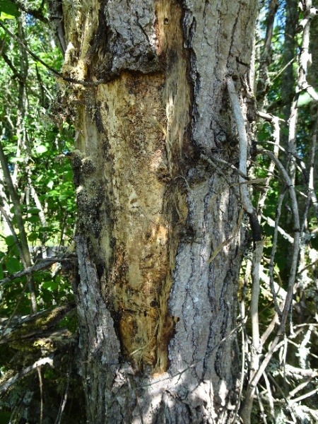 Trunk with bark pulled back