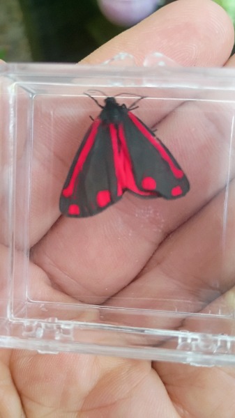 Odd looking Moth for Oregon