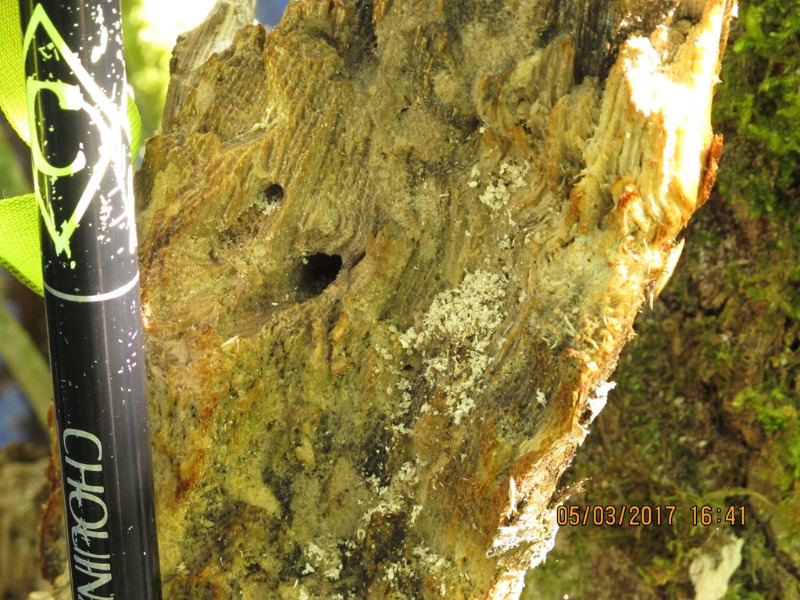 Another  round hole in the stump, frass(?). Note; it is very old and likely not the frass from last year