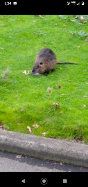 Nutria. Couldn't load video. Had to screenshot.