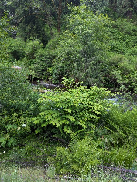 Japanese knotweed on Weyerhaeuser property Lat/Lon = 44.94823, -123.92687