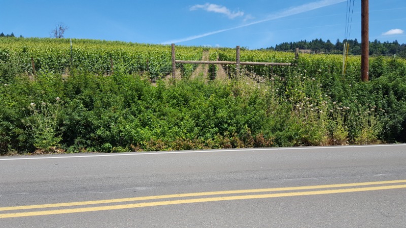 thistle stand= white tops on left and right N side Wilsonville Rd near Star Mooring (dark green is poison oak)