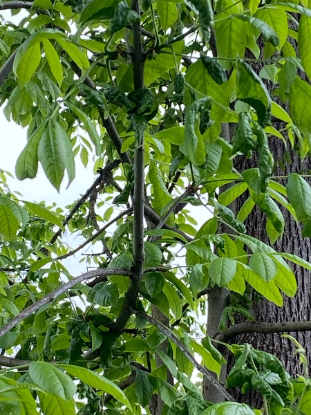 Shriveled leaves