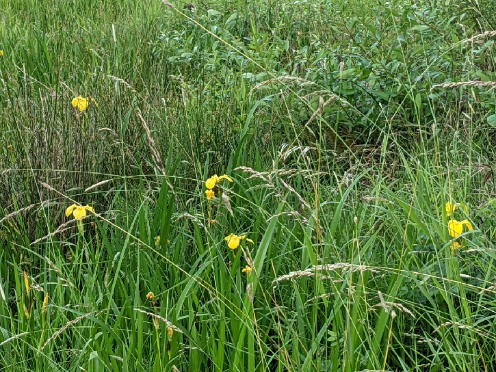 Yellow Flag Iris 1 - Johnston Creek - 15127 SW Ivy Glenn Ct