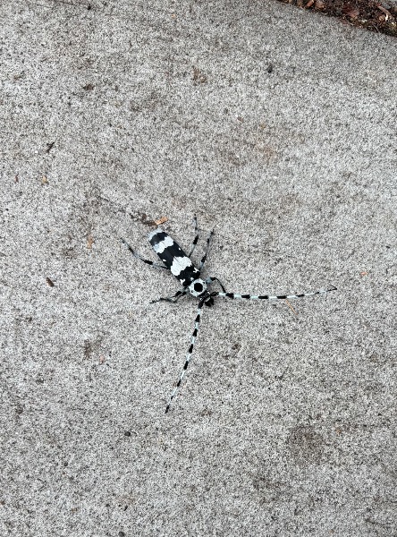 Sidewalk in front of Jewelry store.