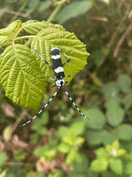 same bug