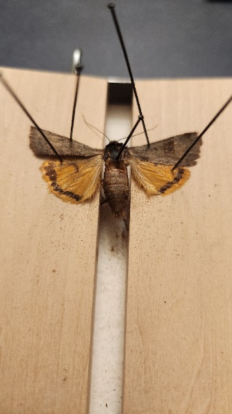 Collected specimen
