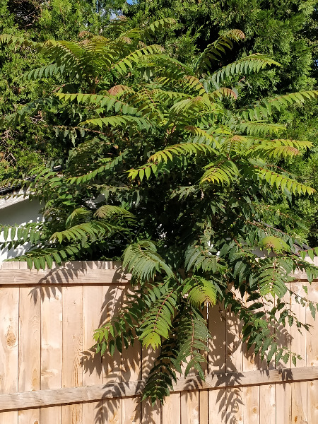 Tree on neighbor's property