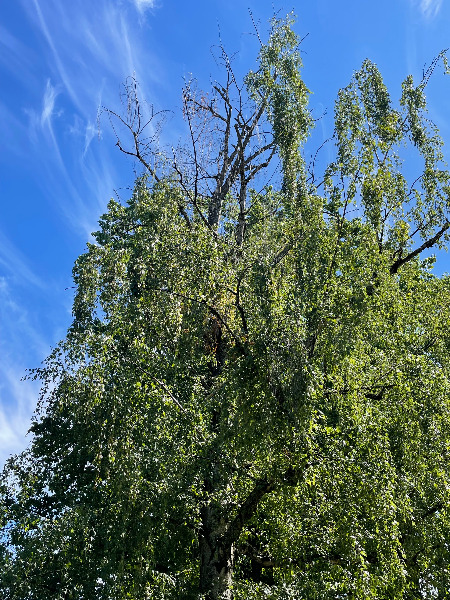 Birch tree on parking strip in front of house - dying from the top down