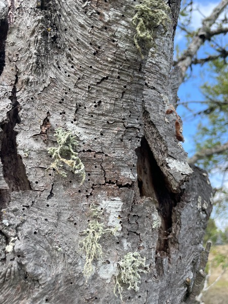 holes on outside of bark