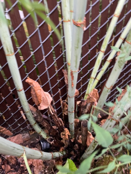 Knotweed roots