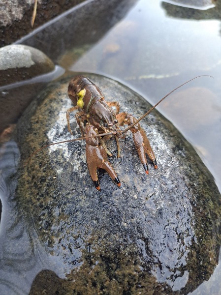 ringed crayfish_directed kill after sighting