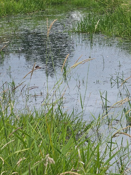 Bullfrog at meriwether national golf course