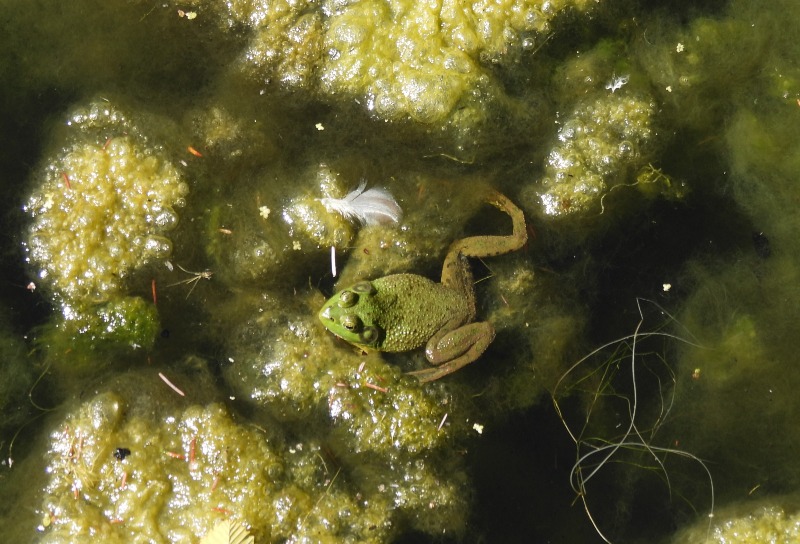 Bullfrog