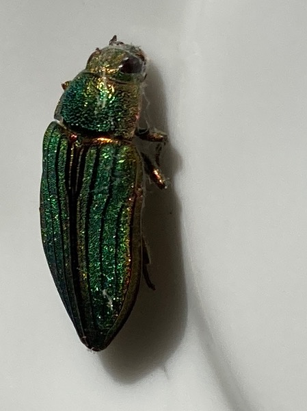 Emerald and copper top of beetle 2