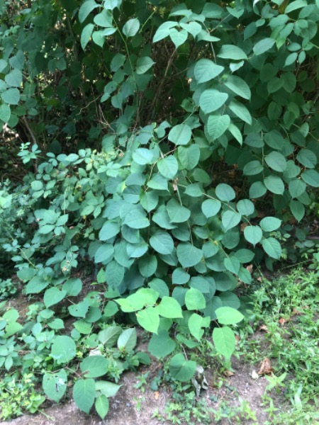 Japanese Knotweed overtaking nearby tree