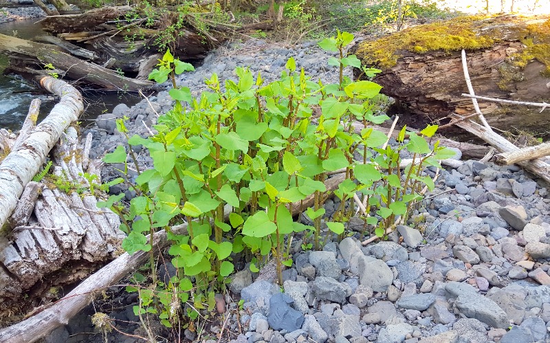 Japanese knotweed downstream from drift creek road, wilson river basin, This plant is approximately here:  lat:  45°36'32.49"N, long: 123°26'9.34"W