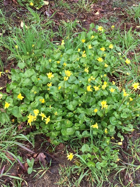 Closeup of one of the lesser celandine clumps at SW Broadway & SW Edgewood, near Marquam Nature Park