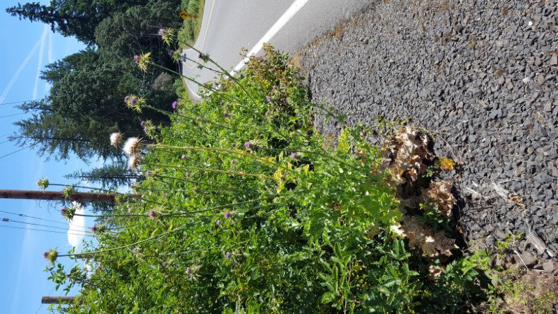 musk(?) thistle at Star Mooring; whole plant  All photos June 24, 2019 near Star Mooring Farm, Wilsonville Rd, Newberg