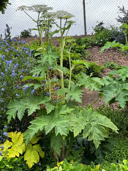 One of 2 plants