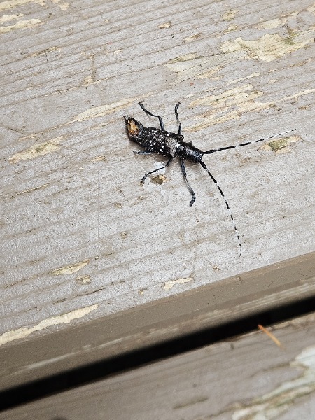 Asian longhorn beetle