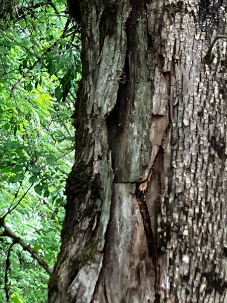Tree #1 -possible D shaped hole centered in photo
